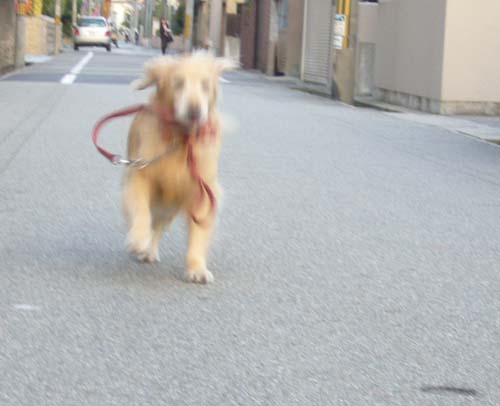 c0085188_1142364.jpg