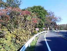 c0133096_1531382.jpg