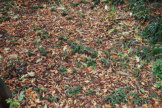 c0124100_17374921.jpg