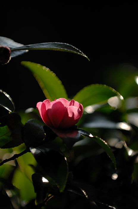 2007紅葉巡り・直指庵 其の一_f0032011_20365712.jpg