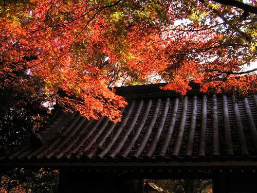 金蔵寺_e0048413_212124100.jpg