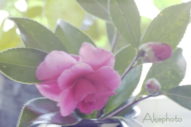山茶花　（室内編）_e0127416_1622111.jpg