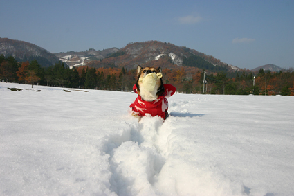 新雪の 走り心地や ウサギ跳び お転婆コーギー犬とeos Kiss Dでのお散歩フォト 新雪の 走り心地や ウサギ跳び お転婆コーギー犬とeos Kiss Dでのお散歩フォト