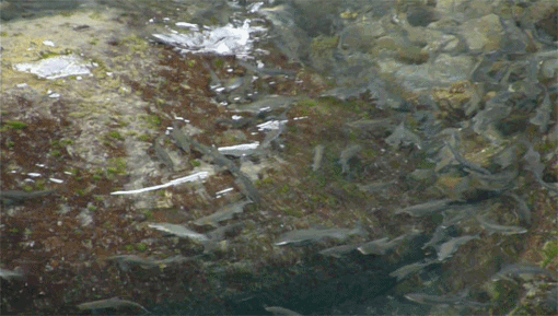 a0056140_23304140.gif