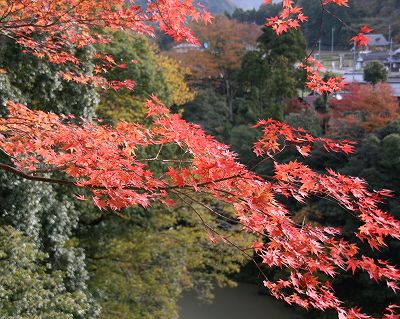 今年最後の紅葉狩りです_d0052340_21595884.jpg