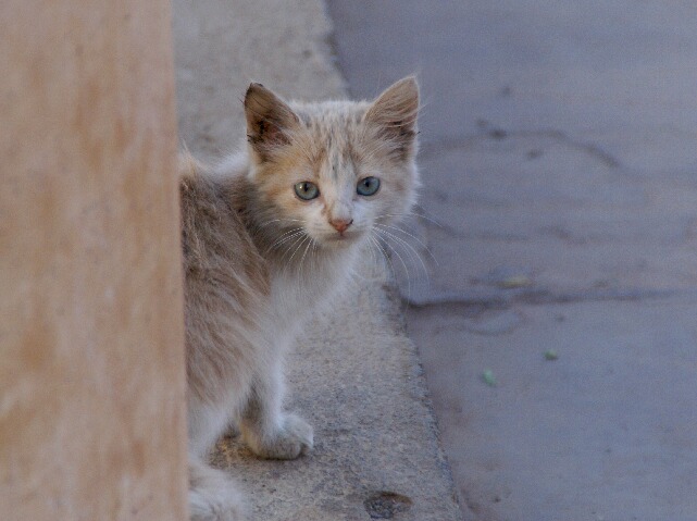 マラケシュ　番外編　猫ちゃん天国_c0120649_15432072.jpg