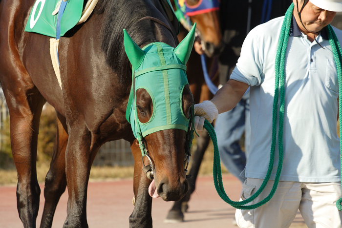 地方競馬代表騎手は、高知競馬場の赤岡修次騎手！！_a0077663_1972037.jpg
