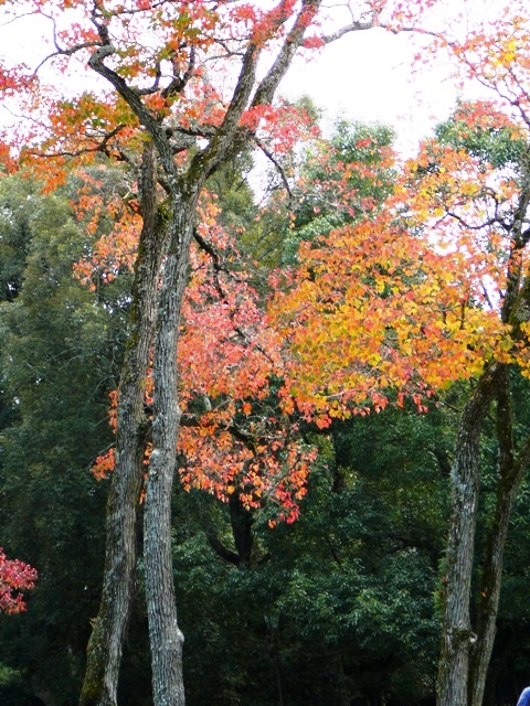 d0042474_17283593.jpg