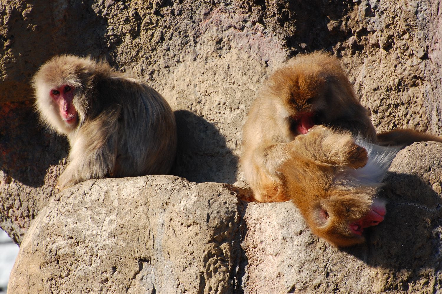 市川市動植物園_e0071178_20411326.jpg