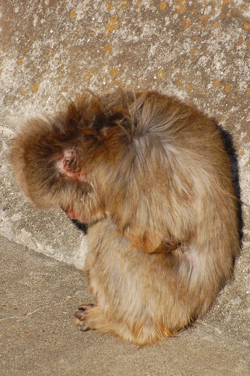 市川市動植物園_e0071178_20455676.jpg