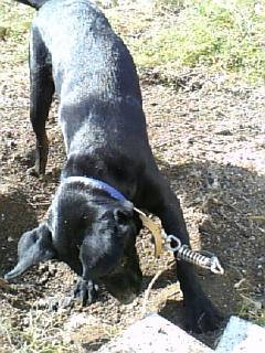 DIG THE HOLE!!_c0146581_1542799.jpg