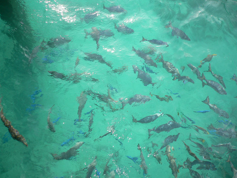 Four Seasons Resort Maldives at Landaa Giraavaru 第３日--スノーケリング、Fish Feedingへ_c0147790_15513845.jpg