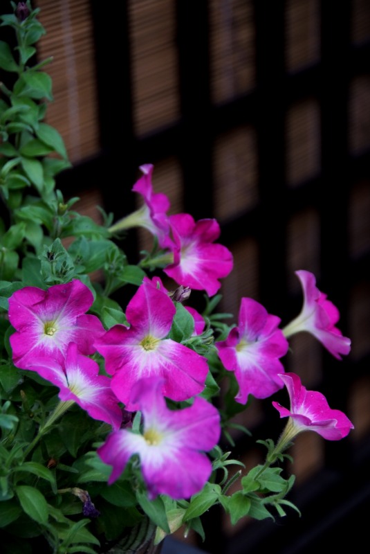 a0054691_22415645.jpg