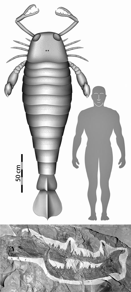 ★先史時代のウミサソリ、人間よりも大きかったヽ((◎д◎ ))_a0028694_921689.jpg