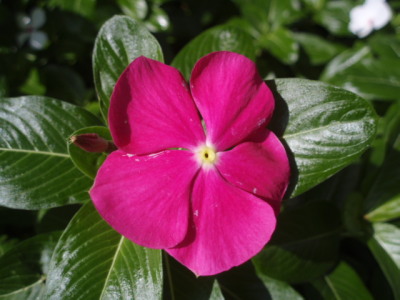 c0086895_2335983.jpg