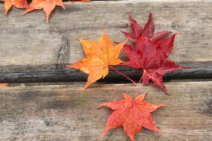長瀞紅葉_c0121102_1953462.jpg