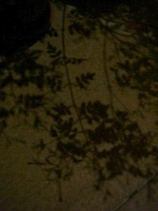 f0133814_0353676.jpg