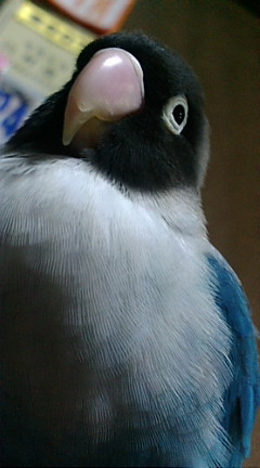 f0126418_1647489.jpg