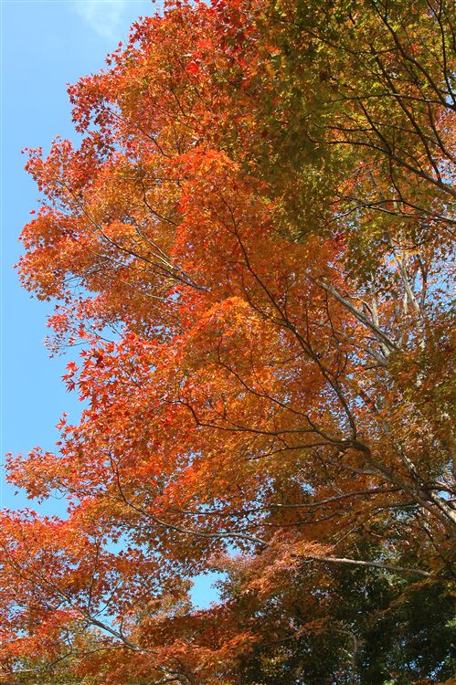 高尾山・薬王院の紅葉_e0095142_20123997.jpg