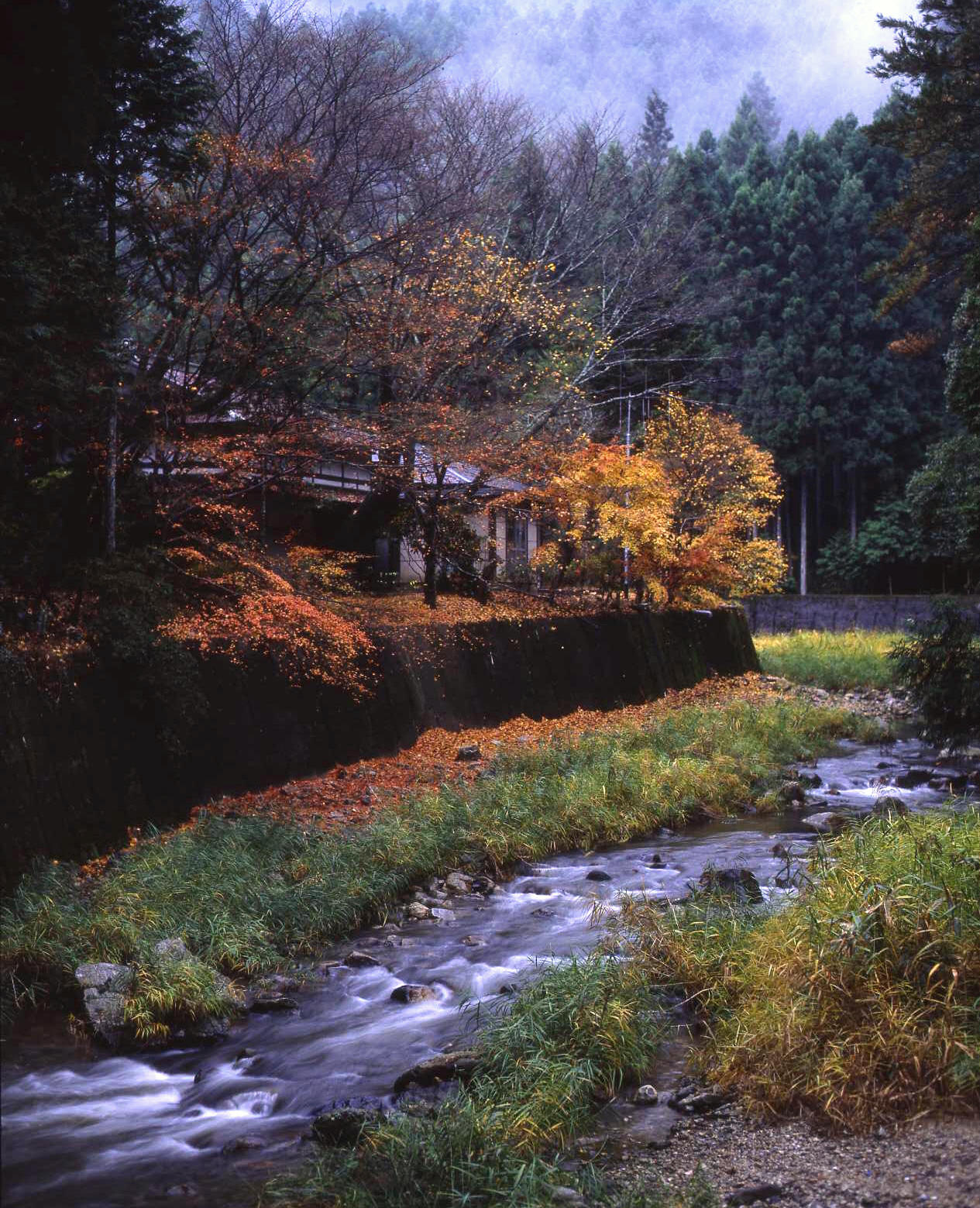 室生・田口　室生川と紅葉_c0108146_23402385.jpg