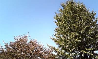 d0042851_132415.jpg
