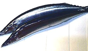 ☆蝦夷鹿のお肉と牡蠣わんさか☆_c0092953_1365657.jpg