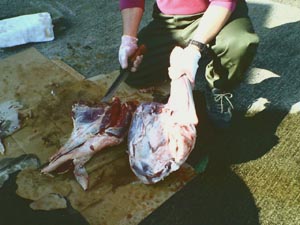 ☆蝦夷鹿のお肉と牡蠣わんさか☆_c0092953_165921.jpg