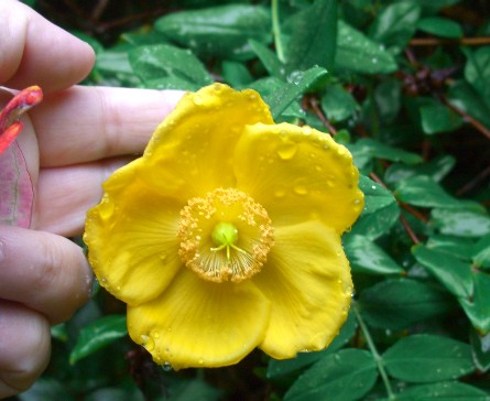 アイルランドの植物たち アイルランドの一週間