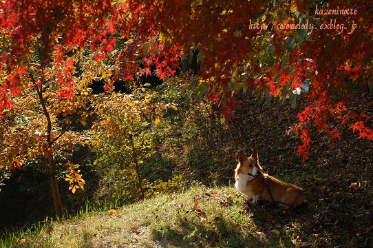 Ｔｈｅ　Ｗａｒｍ　ｃｏｌｏｒ　ｔｒｅｅｓ_c0149160_8175983.jpg