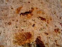 c0114167_2335281.jpg