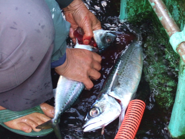 八丈島にて高級魚♪　爆釣～♪(^O^)／_f0033986_16292910.jpg