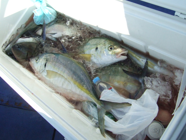 八丈島にて高級魚♪　爆釣～♪(^O^)／_f0033986_177157.jpg