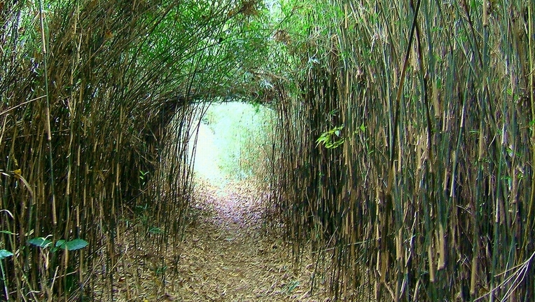 笹のトンネル_b0119489_14373431.jpg