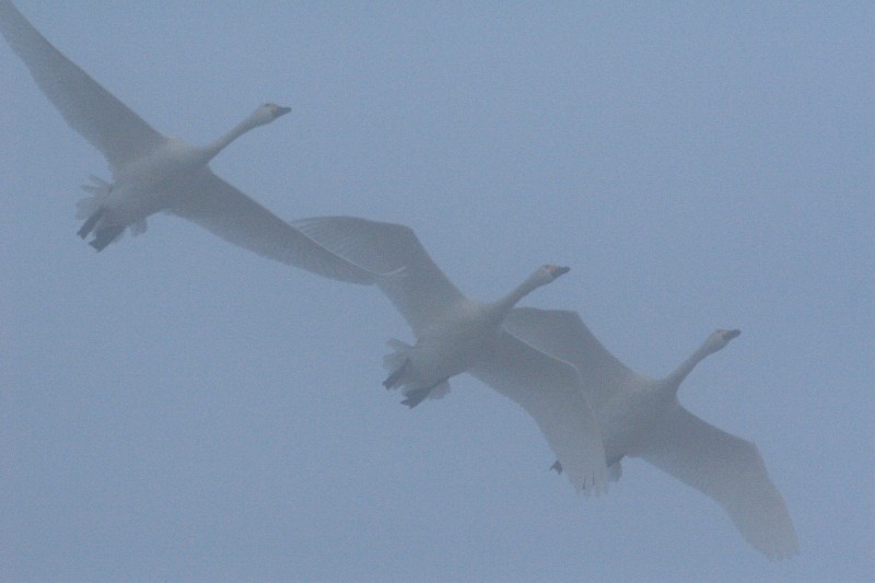 霧の中の白鳥たち_e0103903_1924722.jpg