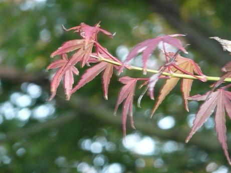 今年の紅葉_c0097309_8371429.jpg