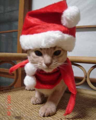 アビシニアン 子猫 サンタの巻_e0033609_1961478.jpg