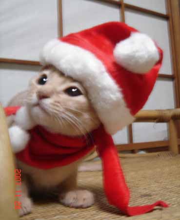 アビシニアン 子猫 サンタの巻_e0033609_1962292.jpg