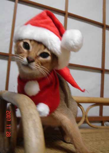 アビシニアン 子猫 サンタの巻_e0033609_1971557.jpg