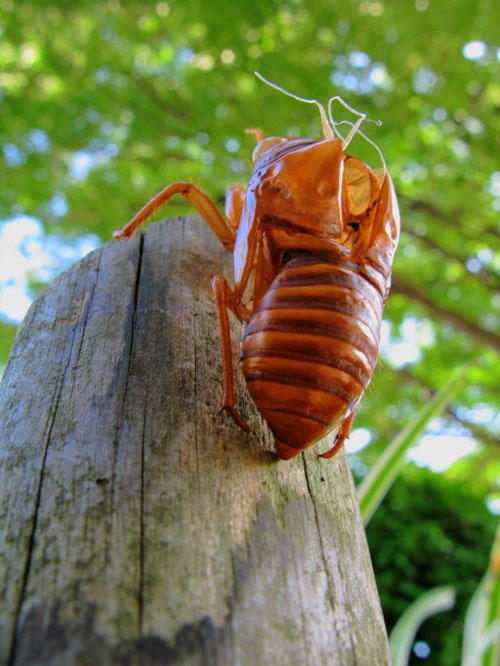 夏の思い出とカメラ_c0149814_2033326.jpg