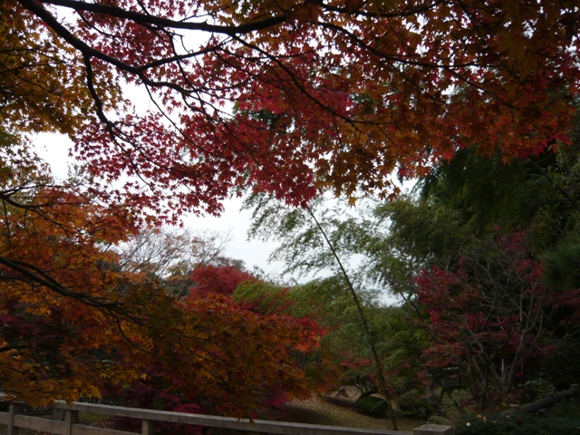 公園墓地の紅葉_d0065116_2053073.jpg