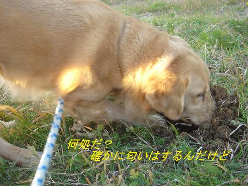 夕方の散歩&ニャンとの会話_f0114128_20263744.jpg