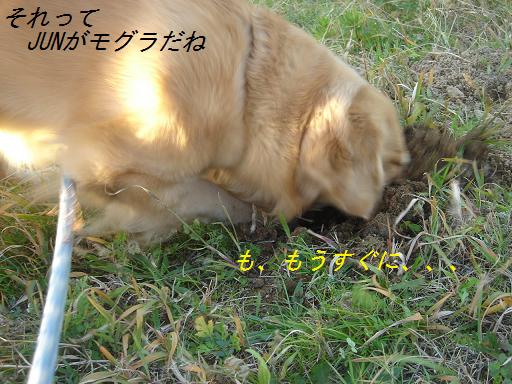 夕方の散歩&ニャンとの会話_f0114128_2028854.jpg