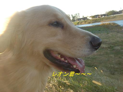 夕方の散歩&ニャンとの会話_f0114128_20302441.jpg