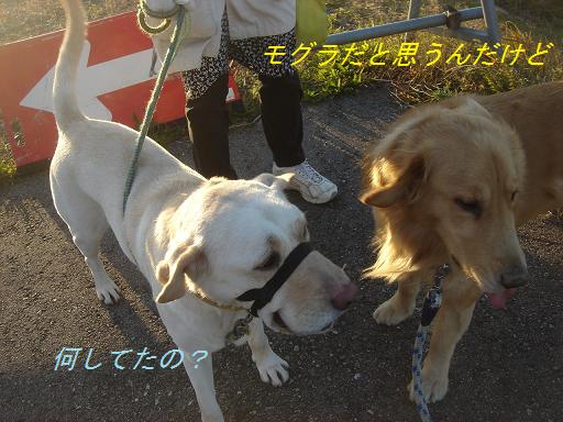 夕方の散歩&ニャンとの会話_f0114128_20322146.jpg