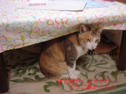 夕方の散歩&ニャンとの会話_f0114128_2039910.jpg