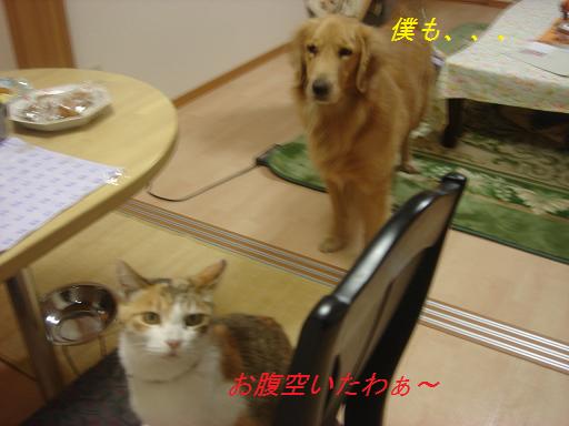 夕方の散歩&ニャンとの会話_f0114128_20412147.jpg