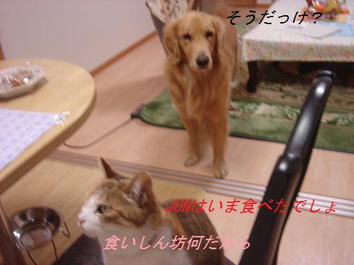 夕方の散歩&ニャンとの会話_f0114128_20443137.jpg