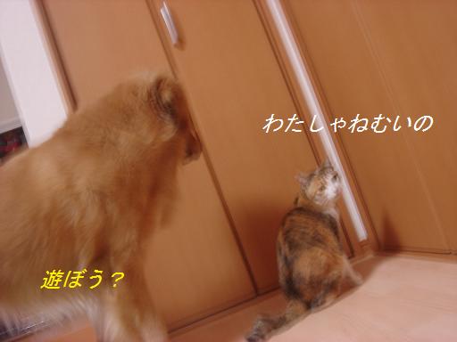 夕方の散歩&ニャンとの会話_f0114128_20463439.jpg