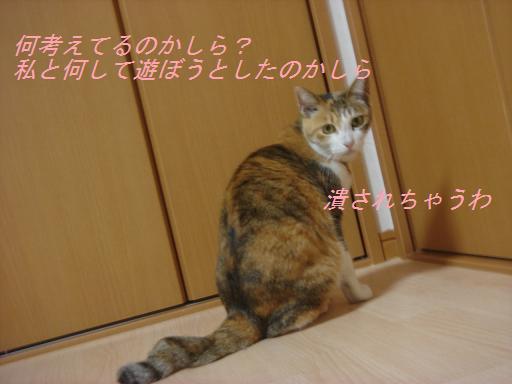 夕方の散歩&ニャンとの会話_f0114128_20505522.jpg