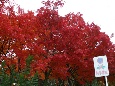 e0068732_20201299.jpg